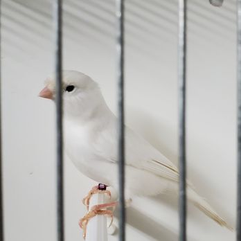 My Friend the Canary - White Canary - Pet Stores Near Me - Toronto, Ontario My Friend the Canary - White Canary - Pet Stores Near Me - Toronto, Ontario