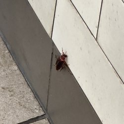 Wendy's - Cockroach