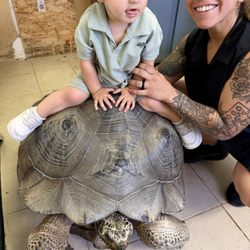 Galapagos Tortoise
