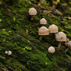 Southside Park - Almost did not notice these tiny little fellas, almost like a mushroom family.