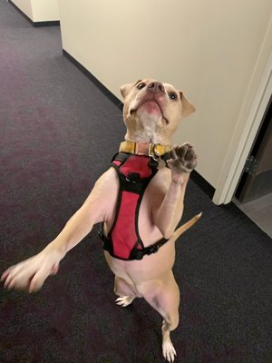 boston's best dog walkers