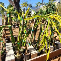 El Plantio Nursery & Landscaping - Dragon fruit