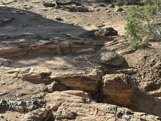 Escalante Petrified Forest State Park by null