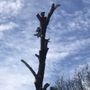 Angel tree service