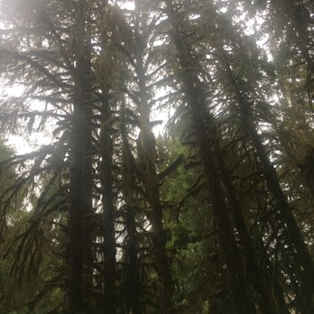 Hoh Rainforest - Hiking Near Me - Forks, Washington Hoh Rainforest - Hiking Near Me - Forks, Washington