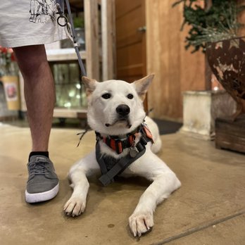 Disciplined K9 - Training in shops - Pet Training Near Me Disciplined K9 - Training in shops - Pet Training Near Me