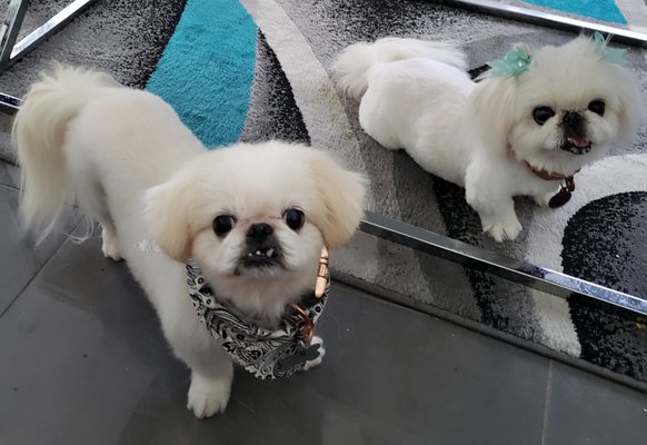 red rover mobile pet grooming