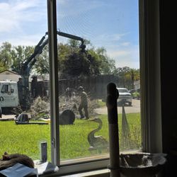 Veteran Tree Service