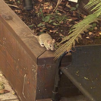 Tandem Property Management - A rat family spotted in my back patio area. - Property Management Near Me - Los Angeles, California
