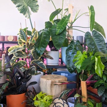 Bloomsgiving - Florists Near Me - Mountain View, California
