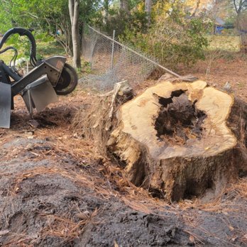 Beaver Tooth Stump Grinding - Tree Services Near Me Beaver Tooth Stump Grinding - Tree Services Near Me
