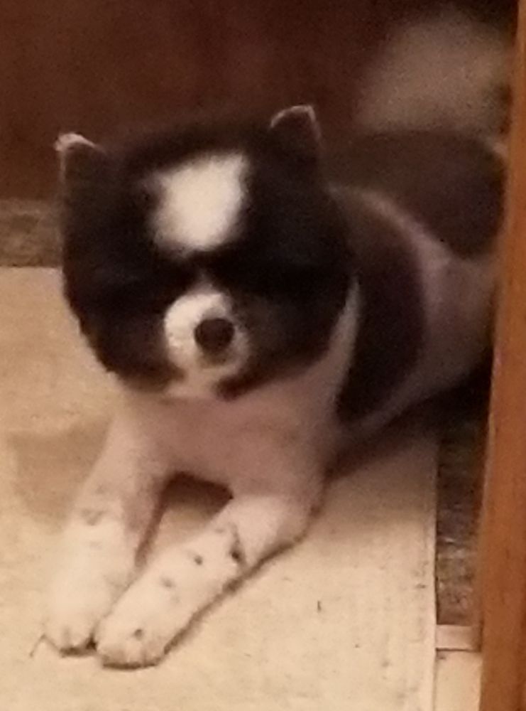 WIZARD OF PAWS LL Updated October 2024 32369 Long Neck Rd