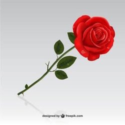 Black Rose Cafe - This is a red rose