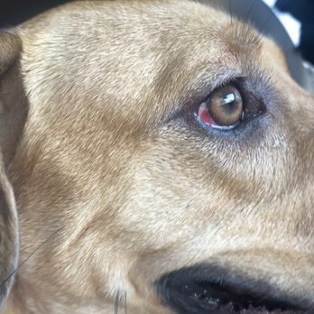 The PawPlex - Pet Sitting Near Me - Suwanee, Georgia