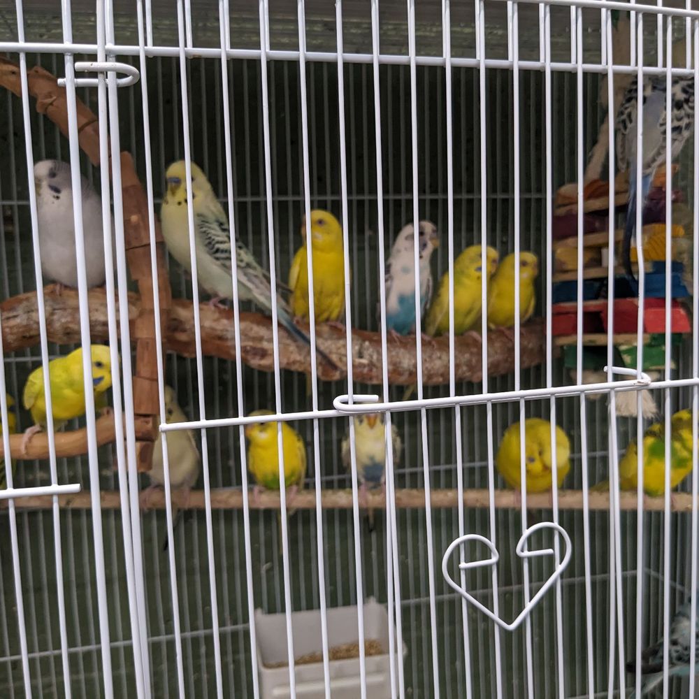 Burbank Scales N Tails - Pet Stores Near Me - Burbank, California Burbank Scales N Tails - Pet Stores Near Me - Burbank, California