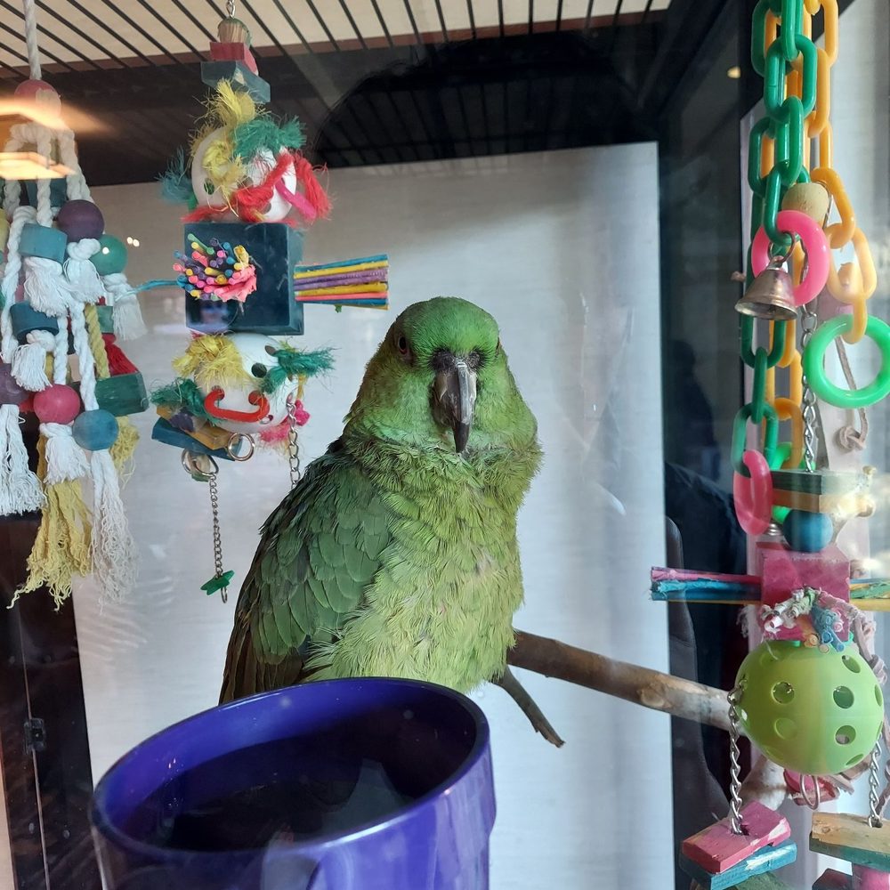 Parrot in the lobby. Parrot in the lobby.