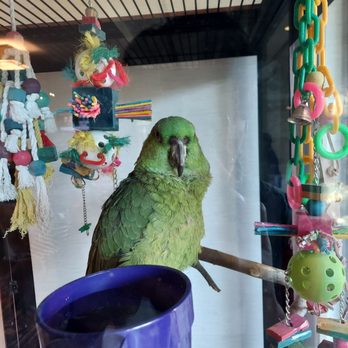 Courtyard by Marriott Pigeon Forge - Parrot in the lobby. - Hotels Near Me - Pigeon Forge, Tennessee Courtyard by Marriott Pigeon Forge - Parrot in the lobby. - Hotels Near Me - Pigeon Forge, Tennessee
