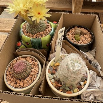 Bach's Cactus Nursery - My purchases, beautifully repotted, a silver ball cactus, truncate living stone, rainbow hedgehog cactus, and old man cactus - Nurseries & Gardening Near Me - Tucson, Arizona