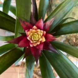 Bobby Jo's Mercantile - Personally Procured plants for the best quality
