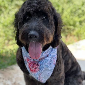 Shaggy Dog Market - Pet Stores Near Me - Kyle, Texas Shaggy Dog Market - Pet Stores Near Me - Kyle, Texas