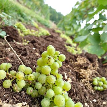 Bowers Harbor Vineyards - Green fruit thinning our Block Three vines. - Wineries Near Me - Traverse City, Michigan Bowers Harbor Vineyards - Green fruit thinning our Block Three vines. - Wineries Near Me - Traverse City, Michigan