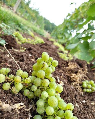 Photo of Bowers Harbor Vineyards - Traverse City, MI, US. Green fruit thinning our Block Three vines.