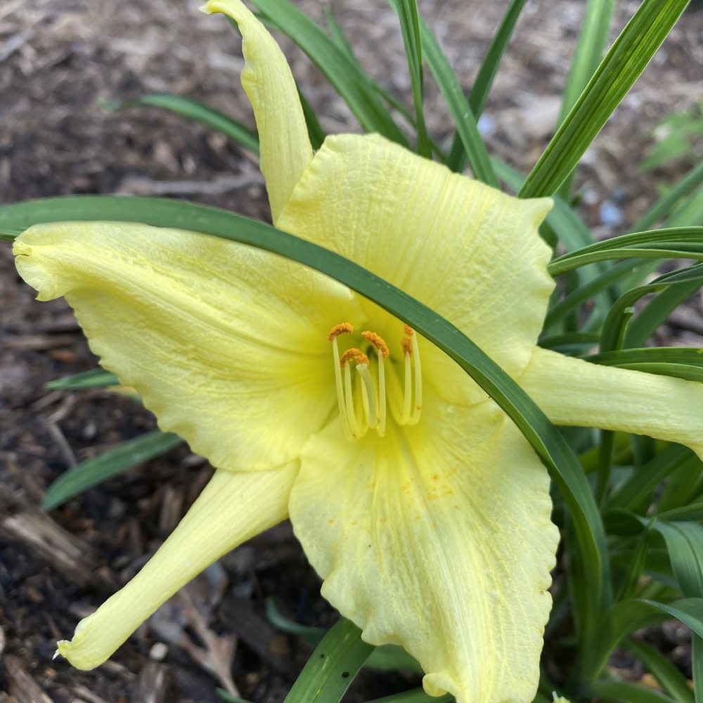 Raymond's Garden Center - Daylily - Nurseries & Gardening Near Me - Hendersonville, North Carolina Raymond's Garden Center - Daylily - Nurseries & Gardening Near Me - Hendersonville, North Carolina