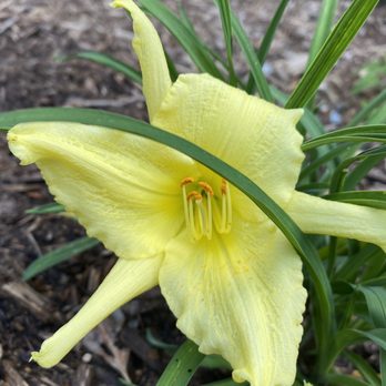 Raymond's Garden Center - Daylily - Nurseries & Gardening Near Me - Hendersonville, North Carolina