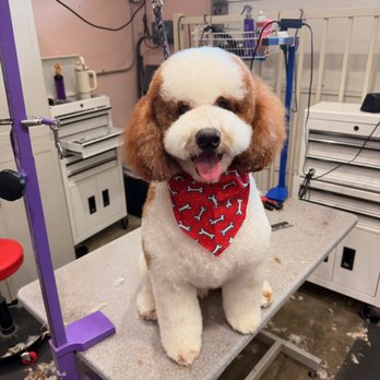 Bonnie's Pampered Pets - Pet Groomers Near Me - Corona, California Bonnie's Pampered Pets - Pet Groomers Near Me - Corona, California
