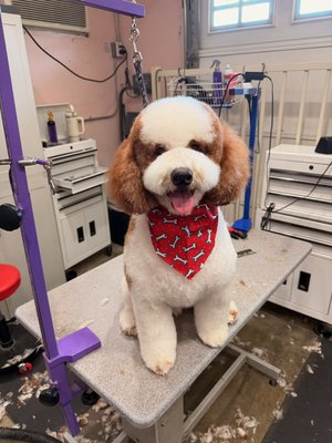 Full Dog Grooming - Bath, Facials, Nail trims, Ear cleaning, Deshedding, Anal gland extraction, Hair cut Full Dog Grooming - Bath, Facials, Nail trims, Ear cleaning, Deshedding, Anal gland extraction, Hair cut