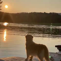 Bos at Indian River Marina - A dog a the dog friendly Bo's marina overlooking the lake at sunset