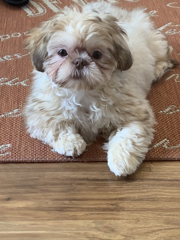 tea cups puppies and boutique