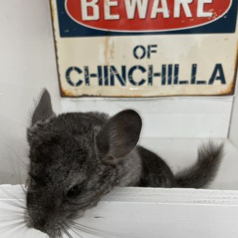 Lone Star Chinchilla - Baby standard gray chinchilla. - Pet Breeders Near Me - Palestine, Texas Lone Star Chinchilla - Baby standard gray chinchilla. - Pet Breeders Near Me - Palestine, Texas