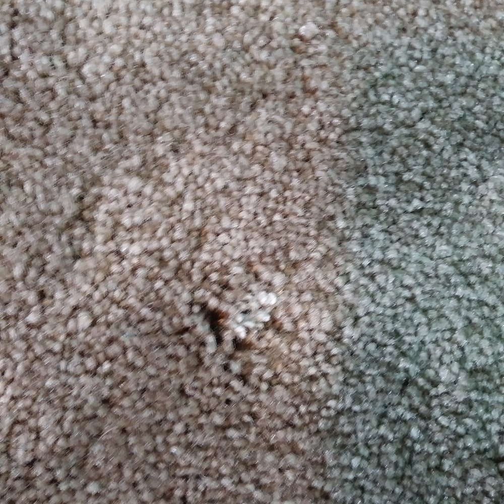 The Repaint Guys - After cleaning still paint on carpet - Painters Near Me - Edmonton, Alberta The Repaint Guys - After cleaning still paint on carpet - Painters Near Me - Edmonton, Alberta