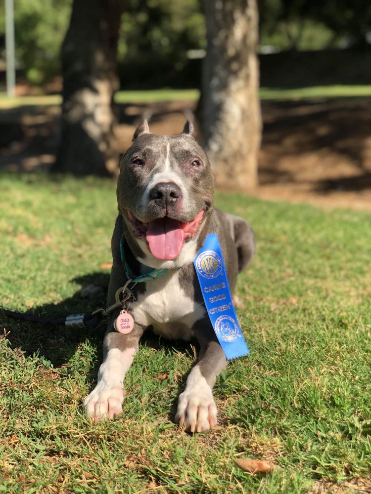 INSTINCT DOG TRAINING Updated April 2024 33 Photos & 32 Reviews