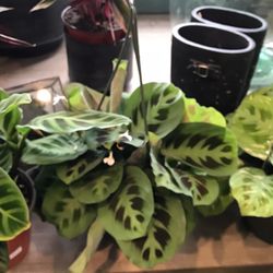 Vanhoff 's Garden Center - Prayer plants and calathea.