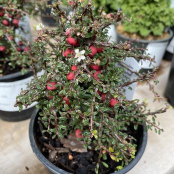 Thompson + Hanson - Nurseries & Gardening Near Me - Houston, Texas