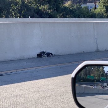 Dog's Day Out - Poor little guy just before he was rescued - Pet Groomers Near Me - Huntington Beach, California Dog's Day Out - Poor little guy just before he was rescued - Pet Groomers Near Me - Huntington Beach, California