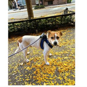 Korean K9 Rescue - Hazae first time in the city - Animal Shelters Near Me - Astoria, New York