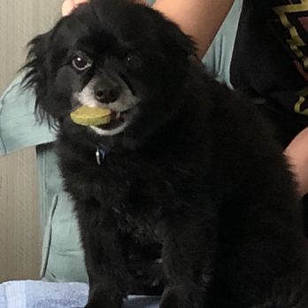 PetSmart - Pet Stores Near Me - Estero, Florida PetSmart - Pet Stores Near Me - Estero, Florida
