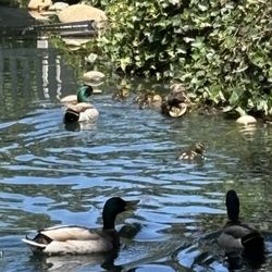 Ballena Village Apartment Homes - Lots of ducks in the stream throughout the property. Serene landscaping.