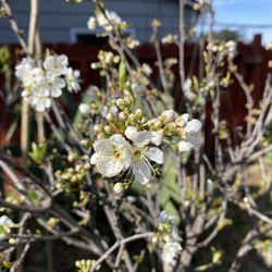 Golden Childhood Days Family care - Spring is here!