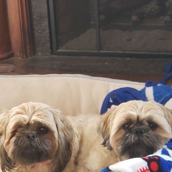 Pups N Style - Pet Groomers Near Me - Los Angeles, California Pups N Style - Pet Groomers Near Me - Los Angeles, California