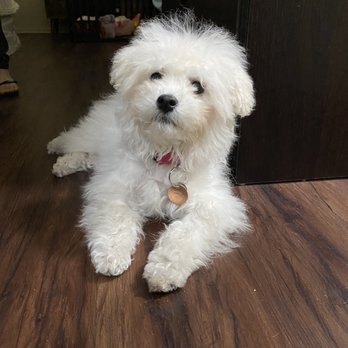 Dogfather Dog Institute - Pet Training Near Me Dogfather Dog Institute - Pet Training Near Me