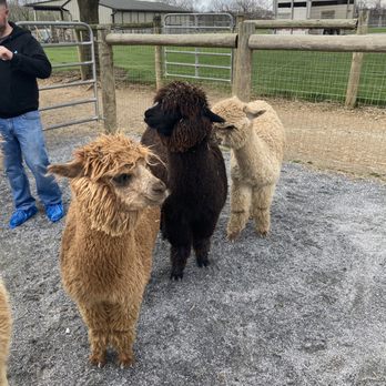 Eastland Alpacas - Ranches Near Me - Mount Joy, Pennsylvania Eastland Alpacas - Ranches Near Me - Mount Joy, Pennsylvania