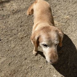 Hap-E-Dog Pet Grooming