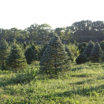 Piney Acres Farm - Christmas tree farm - Christmas Trees Near Me - Fortville, Indiana Piney Acres Farm - Christmas tree farm - Christmas Trees Near Me - Fortville, Indiana