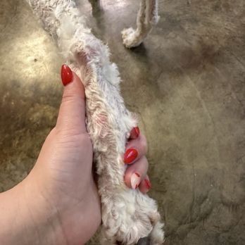 PetSmart - Burned skin and paw pads that have not been groomed! This is piss-poor work! - Pet Training Near Me - Monroe, Louisiana PetSmart - Burned skin and paw pads that have not been groomed! This is piss-poor work! - Pet Training Near Me - Monroe, Louisiana