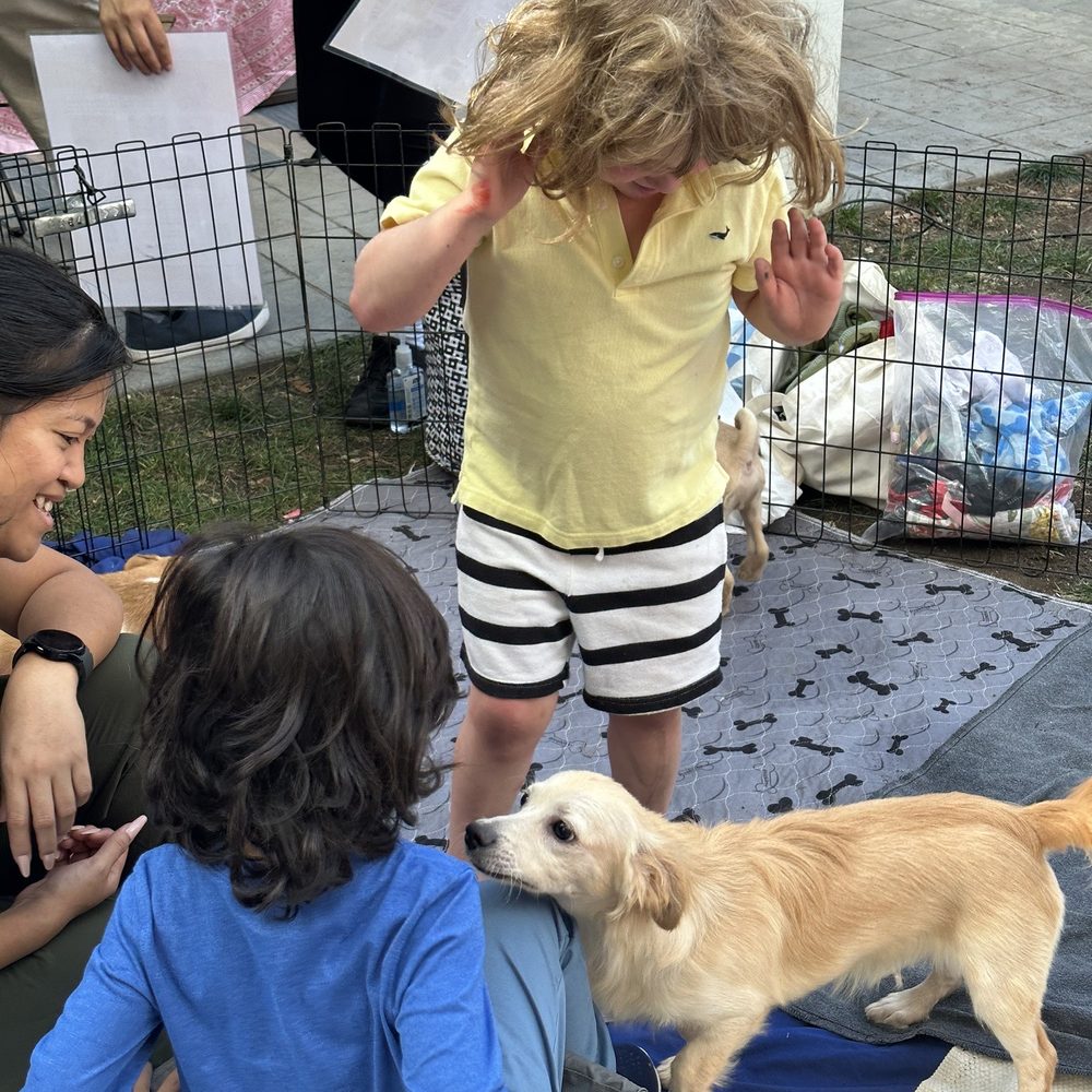 Pups Without Borders - Pet Adoption Near Me Pups Without Borders - Pet Adoption Near Me