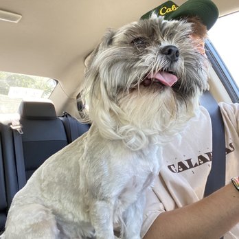 PetSmart - Pet Training Near Me - Des Moines, Iowa